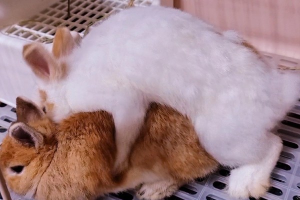 怎么鉴别母兔是否怀孕，毛色变得光亮且乳房凸显