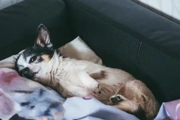 狗狗低血糖如何处理，根据引发原因采取对应措施