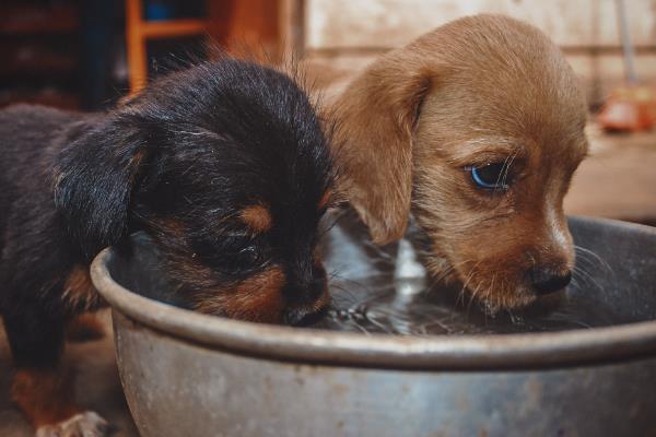 狗狗低血糖如何处理，根据引发原因采取对应措施