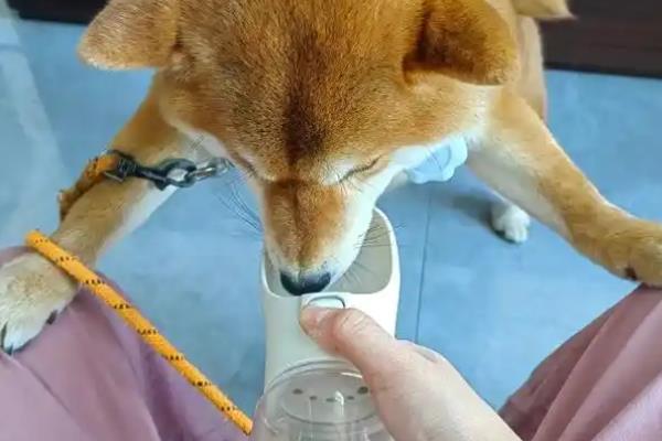 狗狗低血糖如何处理，根据引发原因采取对应措施