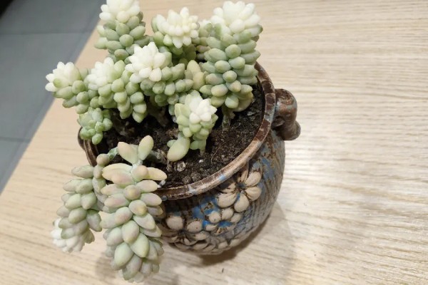 玉坠多肉的养殖方法，使用疏松透气的砂质土种植