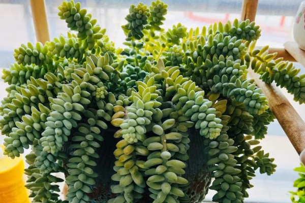 玉坠多肉的养殖方法，使用疏松透气的砂质土种植