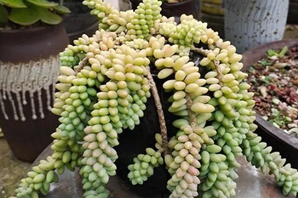 玉坠多肉的养殖方法，使用疏松透气的砂质土种植