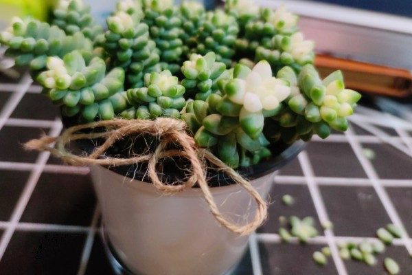 玉坠多肉的养殖方法，使用疏松透气的砂质土种植