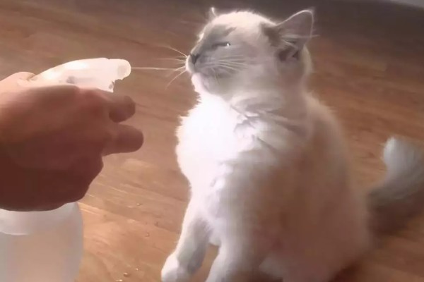 猫癣怎么治疗，用铭瑞宁喷涂皮肤可以改善情况