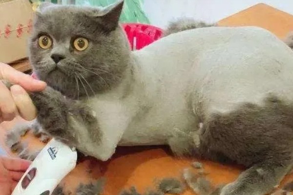 猫癣怎么治疗，用铭瑞宁喷涂皮肤可以改善情况