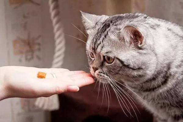 猫癣怎么治疗，用铭瑞宁喷涂皮肤可以改善情况