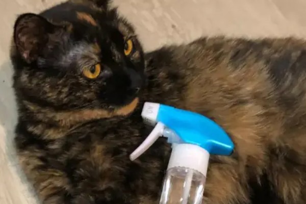 猫癣怎么治疗，用铭瑞宁喷涂皮肤可以改善情况