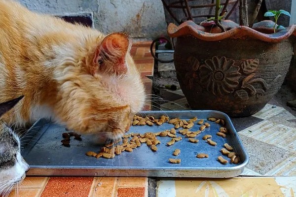 猫癣怎么治疗，用铭瑞宁喷涂皮肤可以改善情况