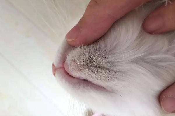 猫癣怎么治疗，用铭瑞宁喷涂皮肤可以改善情况