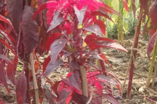 雁来红的简介，是苋科、苋属草本植物