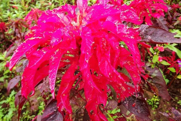 雁来红的简介，是苋科、苋属草本植物