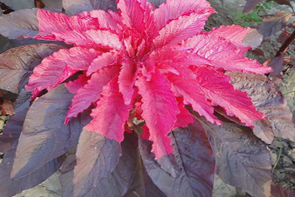 雁来红的简介，是苋科、苋属草本植物