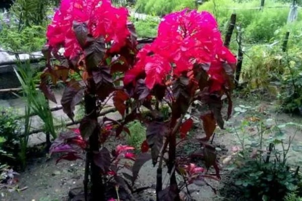 雁来红的简介，是苋科、苋属草本植物