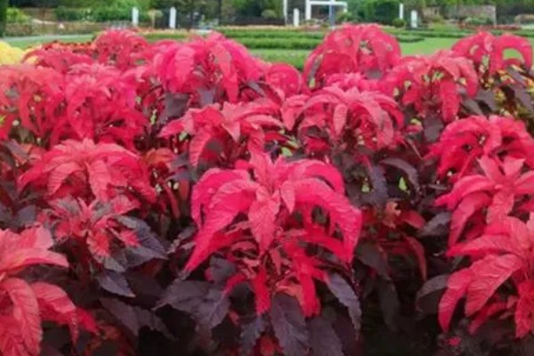 雁来红的简介，是苋科、苋属草本植物