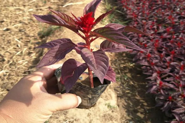 雁来红的简介，是苋科、苋属草本植物