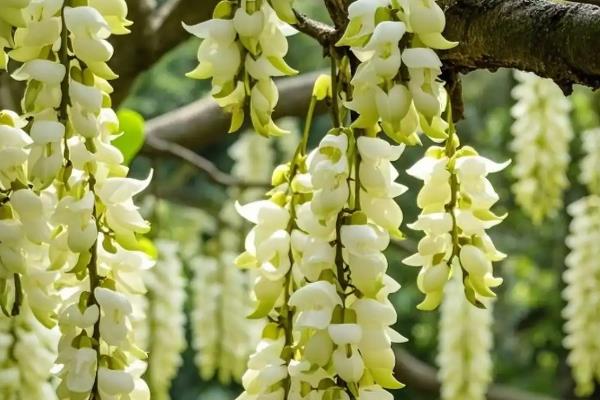 禾雀花有毒吗,种子是有毒的