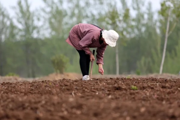 雁来红的简介，是苋科、苋属草本植物