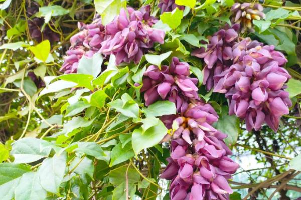 禾雀花有毒吗,种子是有毒的