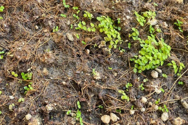 雁来红的简介，是苋科、苋属草本植物