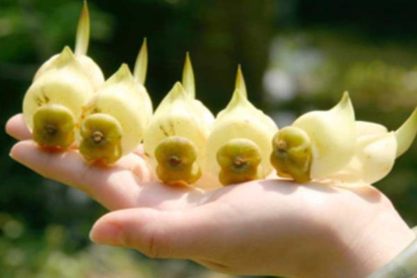 禾雀花有毒吗,种子是有毒的