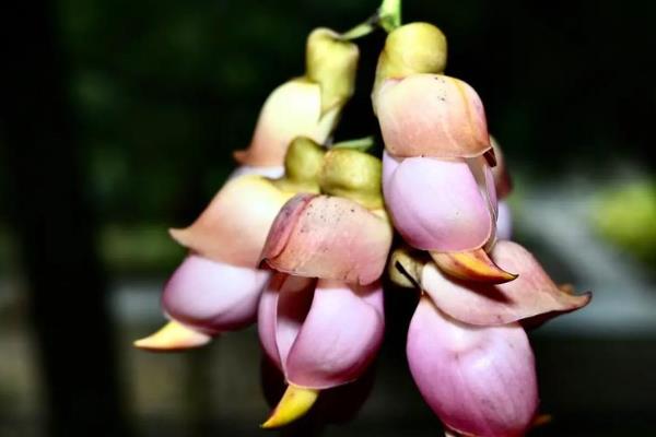 禾雀花有毒吗,种子是有毒的