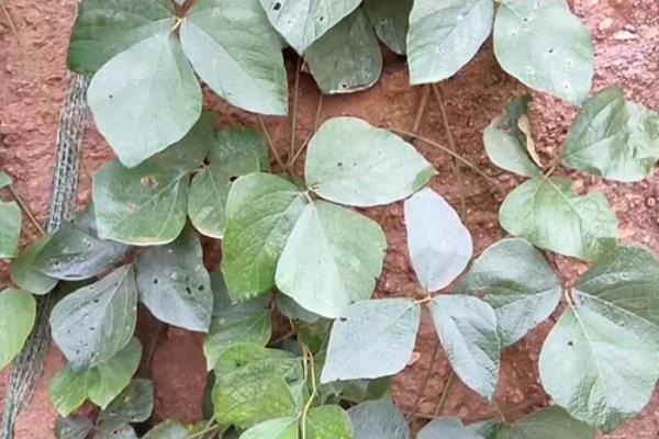 禾雀花有毒吗,种子是有毒的