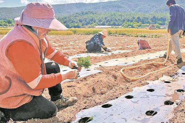 二嗪磷颗粒剂有什么作用，可防治鳞翅目、同翅目等多种害虫