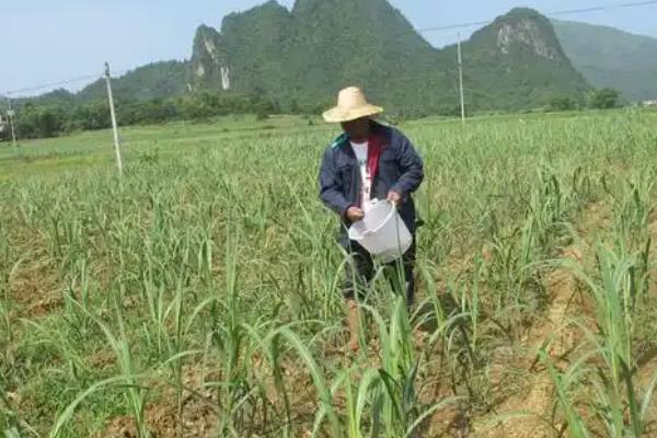 二嗪磷颗粒剂有什么作用，可防治鳞翅目、同翅目等多种害虫
