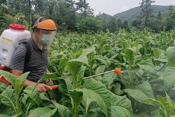 二嗪磷颗粒剂有什么作用，可防治鳞翅目、同翅目等多种害虫