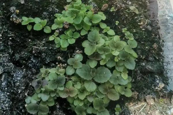 芙蓉花春季会不会发芽，春季发芽秋季开花