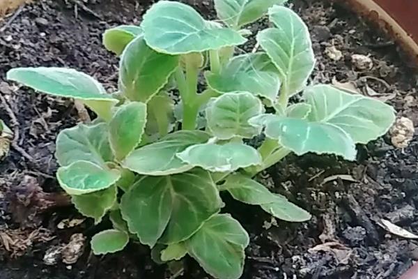 芙蓉花春季会不会发芽，春季发芽秋季开花