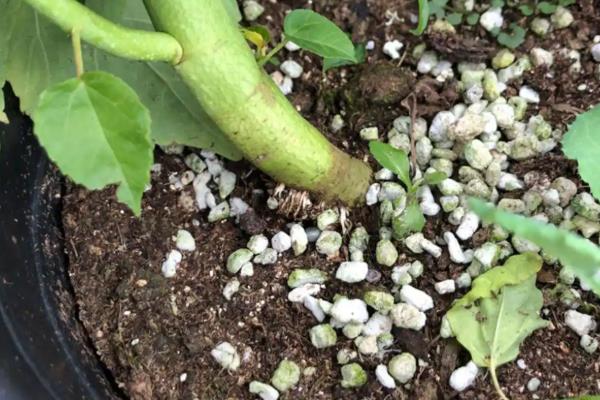 芙蓉花春季会不会发芽，春季发芽秋季开花