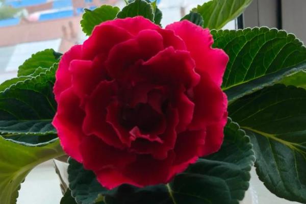 芙蓉花春季会不会发芽，春季发芽秋季开花