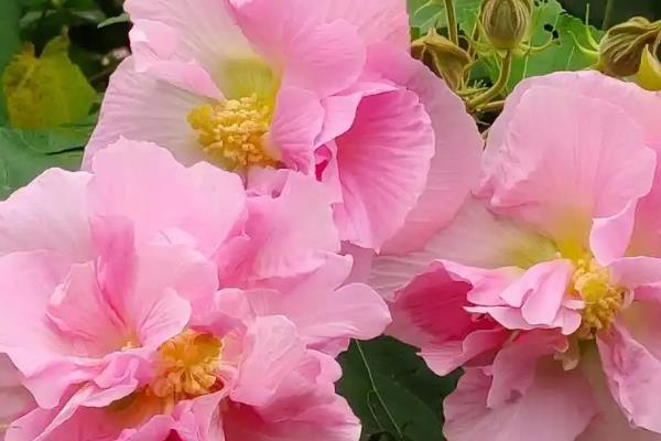 芙蓉花春季会不会发芽，春季发芽秋季开花