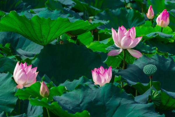 荷花与莲花有哪些区别，属于同一种植物