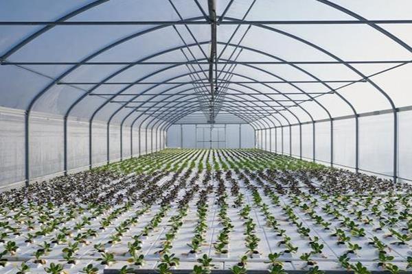 立柱式蔬菜的无土栽培，营养液槽要加入防渗材料