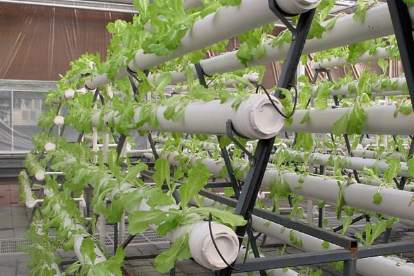 立柱式蔬菜的无土栽培，营养液槽要加入防渗材料