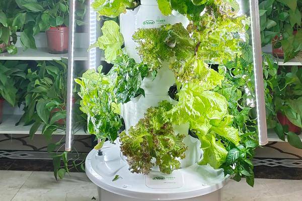 立柱式蔬菜的无土栽培，营养液槽要加入防渗材料