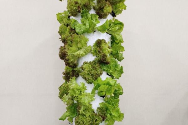 立柱式蔬菜的无土栽培，营养液槽要加入防渗材料