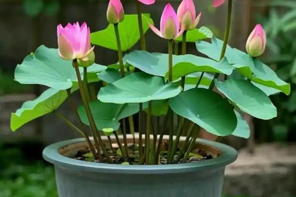 荷花与莲花有哪些区别，属于同一种植物