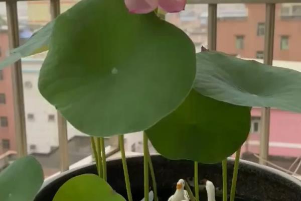 荷花与莲花有哪些区别，属于同一种植物