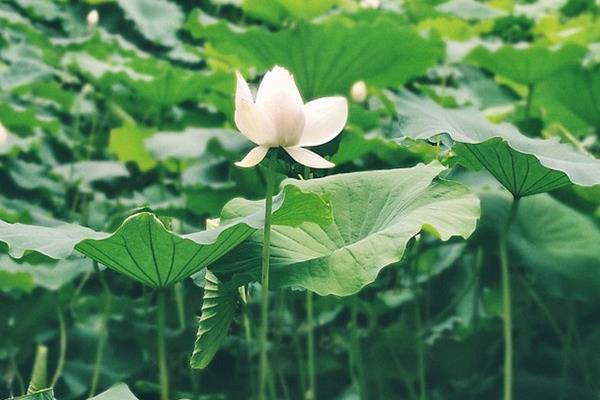 荷花与莲花有哪些区别，属于同一种植物