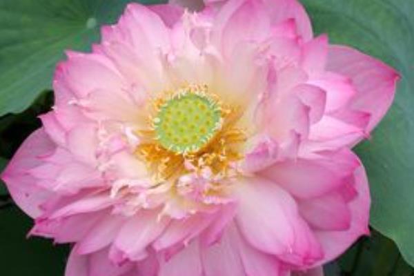 荷花与莲花有哪些区别，属于同一种植物