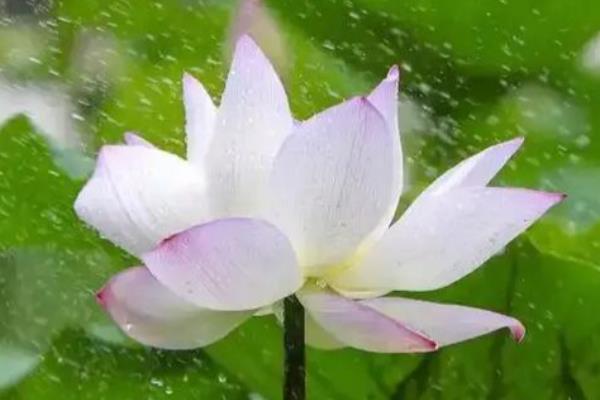 荷花与莲花有哪些区别，属于同一种植物