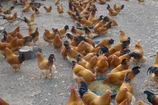 养殖三黄鸡的前景，市场需求大前景广阔