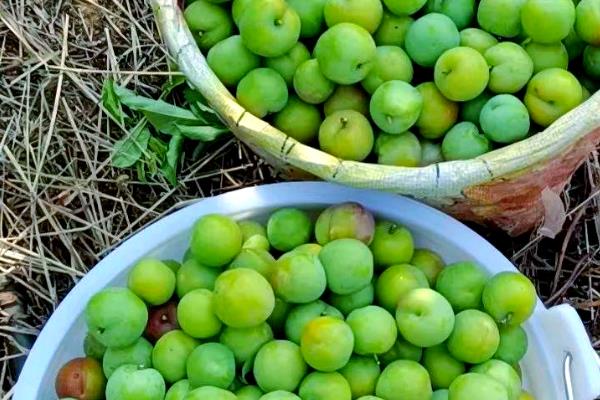 我国有什么品质好的李子，三月李、五月脆、蜂糖李等品种的品质较好