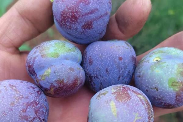 我国有什么品质好的李子，三月李、五月脆、蜂糖李等品种的品质较好