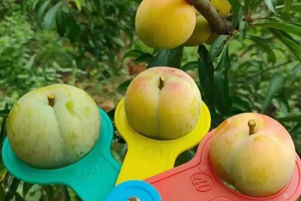 我国有什么品质好的李子，三月李、五月脆、蜂糖李等品种的品质较好