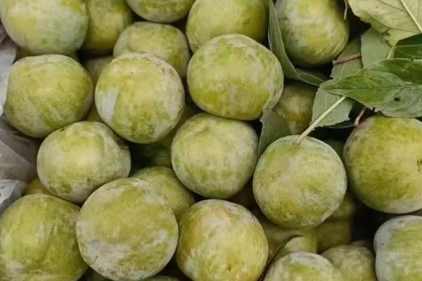 我国有什么品质好的李子，三月李、五月脆、蜂糖李等品种的品质较好